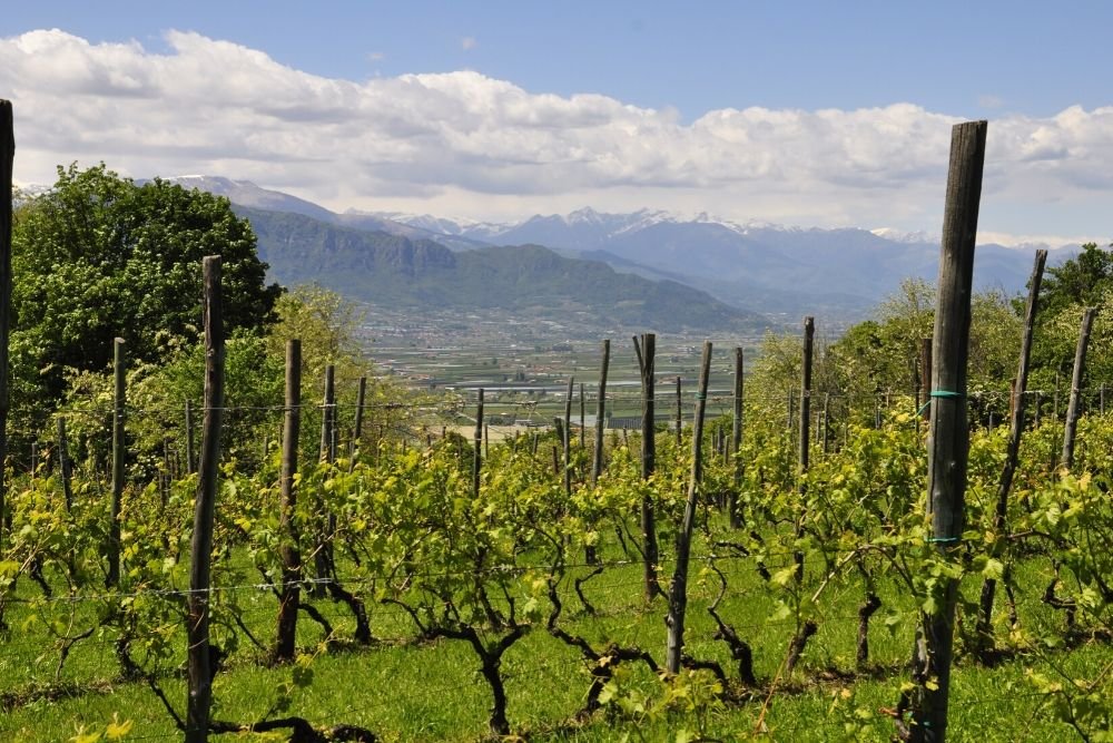 Piedmont wines, an endless treasure… 