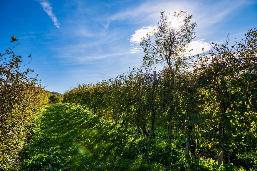 The History of the Vineyards of Prosecco